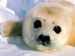 Image result for Cute Baby Animals Wallpaper