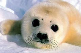 Image result for Top 10 Cutest Animals in the World