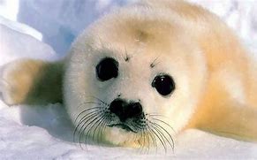 Image result for Top 10 Best Baby Animals