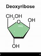 Image result for Deoxyribose Sugar in DNA