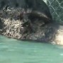 Image result for North American Sea Otter Attack