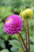 Image result for Dahlia Franz Kafka