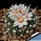 Image result for Desert Forest Cactus