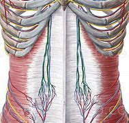 Image result for epigastrio