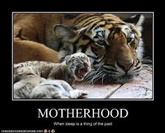 Image result for Baby Tiger Meme