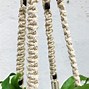 Image result for Tree Plant Hanger