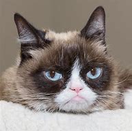 Image result for Grumpy Cat Smiling Meme