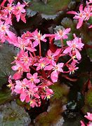 Image result for Saxifraga fortunei Black Ruby