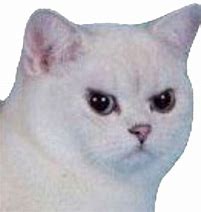 Image result for Angry Cat Meme PFP