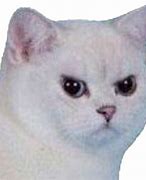 Image result for Angry Cat Reaction Meme