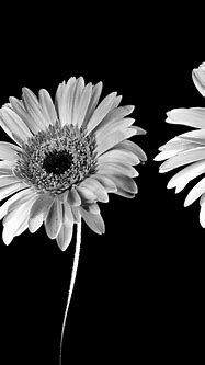 Image result for Big Flower Wallpaper Black and White