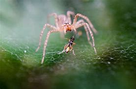 Image result for Green Spider Web