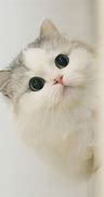 Image result for 猫