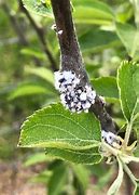 Image result for Scale On Apple Trees