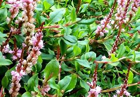 Image result for Persicaria vaccinifolium