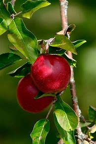 Image result for Peachy Red Apple