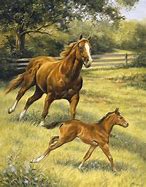 Image result for Dibujos De Caballos a Lapiz