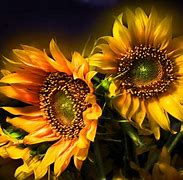 Image result for Windows XP Sunflower Wallpaper
