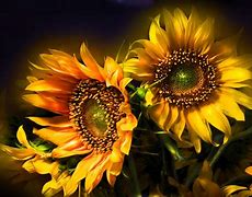 Image result for Sunflower Wallpaper for Kindle