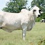Image result for Female Brahman Cattle