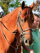 Image result for American Thoroughbred Horse