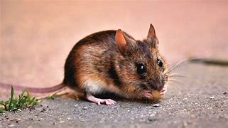 Image result for Mus Musculus