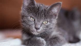 Image result for Gray Kittens