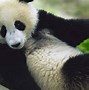 Image result for Panda Jungle