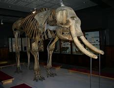 Image result for Ice Age Sloth Real