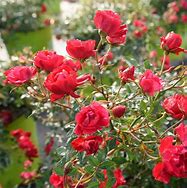 Image result for Midas Touch Rose Bush