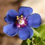Image result for Dark Blue Flowers