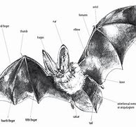 Image result for Bat Anatomy Drawing