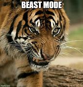 Image result for Gold Tooth Tiger Meme