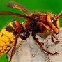 Image result for Deadly Insects