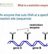 Image result for Restriction Enzyme