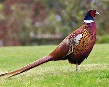 Image result for Pheasant Shooting