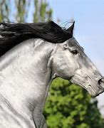 Image result for Silver Horse Breed