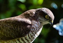 Image result for Hawk Battery iPhone 7