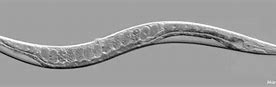Image result for caenorhabditis_elegans