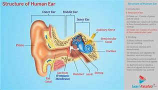 Image result for Grde Ear