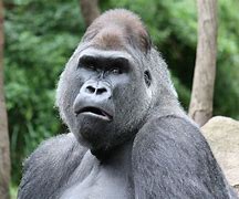 Image result for Ancient Gorilla