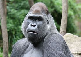 Image result for Gorilla People
