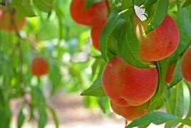 Image result for Peach Tree