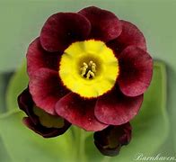 Primula auricula George Edge に対する画像結果