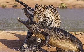 Image result for Wild Animals Fighting Documentary