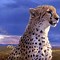 Image result for Cheetah Cool Pics