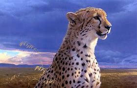 Image result for Cheetah Cool Pics