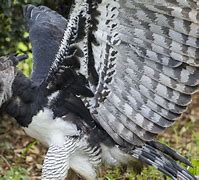 Image result for How Big Is an American Harpy Eagle