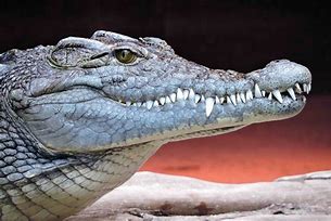 Image result for Crocodile and Alligator Teeth