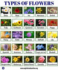 Image result for Common Plant Flower Names